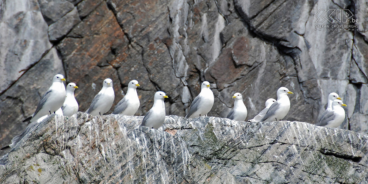 Zodiac tour - Kittiwake gulls Kittiwake gulls (larus tridactyla) are real sea gulls, and only come to the cliffs to brood. Stefan Cruysberghs